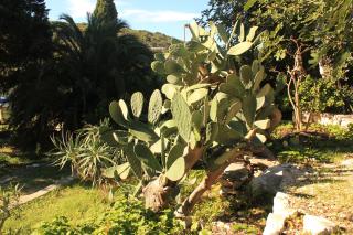 Seaside holiday house Cove Rogacic, Vis - 8887 - Vis - 3