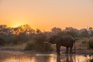 Pondoro Game Lodge - Balule Game Reserve - 1