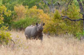 Pondoro Game Lodge - Balule Game Reserve - 3