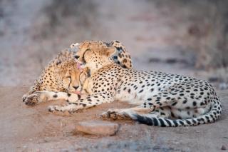 Pondoro Game Lodge - Balule Game Reserve - 4