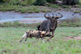 Pondoro Game Lodge - Balule Game Reserve - 5