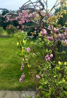 Kelvinside, Seahouses, 2 minute walk into village - 1