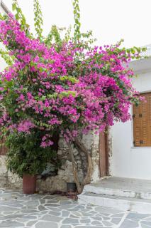 Elizabeth's small apartment - Naxos Chora - 7