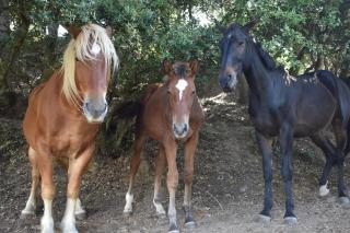 Gite a la ferme avec jacuzzi et sauna - 7