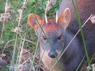 Acogedora pieza privada en casa frente al Parque el Pudú y Fiordo - Quellón - 2