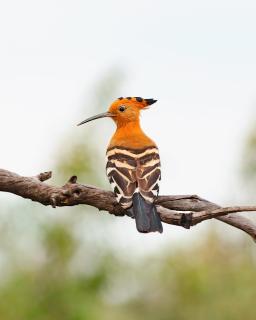 Shambala Private Game Reserve - Vaalwater - 1