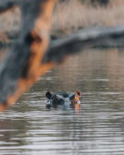 Shambala Private Game Reserve - Vaalwater - 2