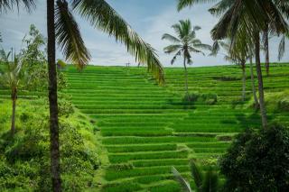 Be Bali Stay - Ubud - 0