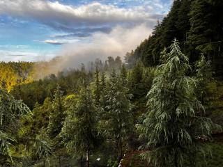 The Roots Homestay - Almora - 7