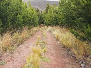 Hospedaje Chimborazo - Chimborazo - 4