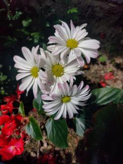 Las cabañas del escobo - CABAÑA TUCÁN - 4