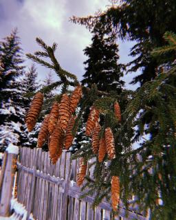 Mzetamze Forest - Mzet'amze - 8