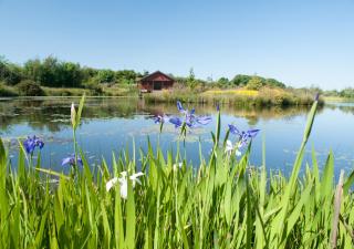 Swallow Cottage - Llanerchymedd - 8