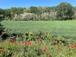 Timeless Elegance - 7