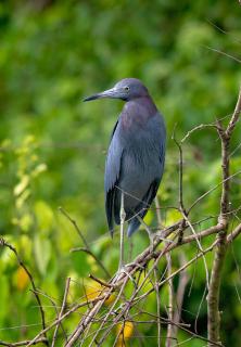 The Corner House - Tortuguero - 0