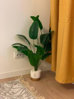 Scandi Home - Oral - 5