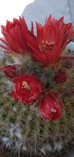 Los Cactus - Tafí del Valle - 9