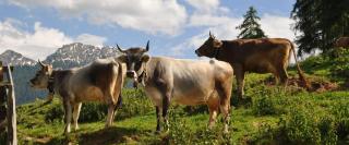 Ferienwohnung Maiernhof Bauernhof Ultental - 1