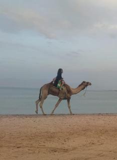 صبابا كامب sababa camp - 4