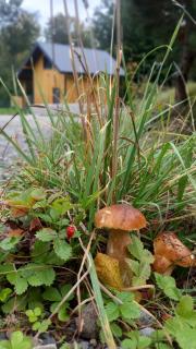 Domek w borówkach - 5