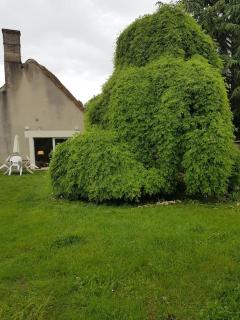 Chaumière avec sa toiture recouverte de chaume !!! - Donnemain-Saint-Mamès - 7