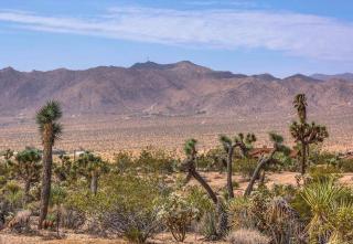 JT Cottage - Yucca Valley - 6