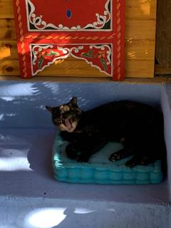 בית האבן העתיק מ-1885 עם מגונית פרטית בחצר - 8