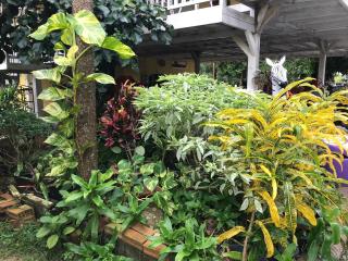 Tree in town ทรีอินทาวน์ - Phatthalung - 2