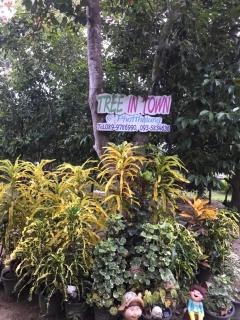 Tree in town ทรีอินทาวน์ - Phatthalung - 6