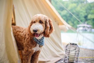 Timberline Glamping at Unicoi State Park - Helen - 1