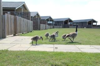 Waterside Lodges Cambridge - Cambridge - 9
