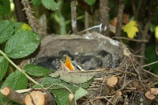 Cozy Waterfront Cottage, WiFi-Netflix-Dog Friendly - 6