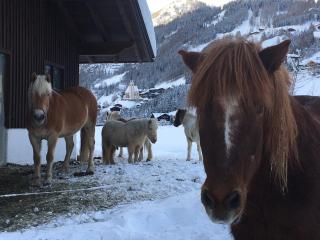 Bauernhof Stempf - 4