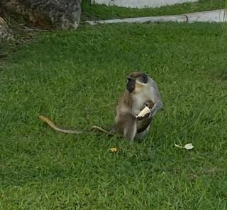 Barbados Luxury Villa with Pool - 3