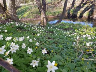 Haus herhönspatziert - 1