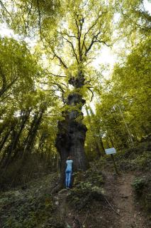 Angelats Hotel - A Signature Boutique Hotel - Ribes de Freser - 4