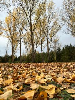 Finca Paraíso Rural - 4