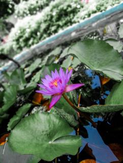 Elliot Nature Resort - Galle - 4