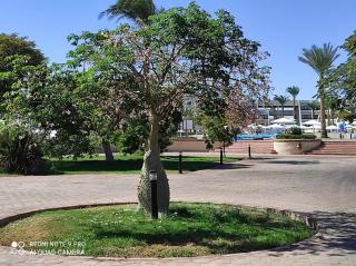 Pharaoh Azur Resort - Hurghada - 3