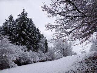 Le Clos du Cerf - Le Sous-bois - 7