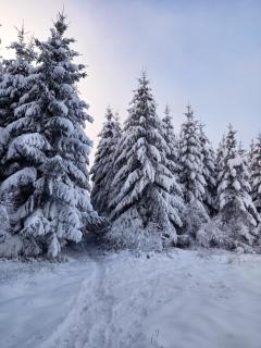 Le Clos du Cerf - Le Sous-bois - 6