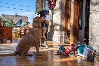 Maple House Large Vacation Home, Sleeps 7 Pet Friendly Great Location - 2