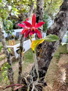 Pousada Casa de Shiva - 8