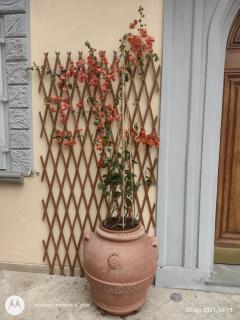 Bercos deluxe - Prato - 3