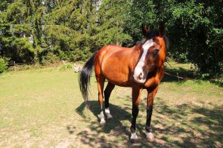 LE PETIT RANCH DU CLOS DE LA CHEVAUCHÉE - 8