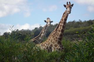 Soloko Game farm - Kareedouw - 2