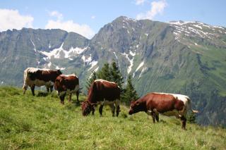 Schiederhof - Mittersill - 8