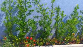 Recanto Felicitá - 1