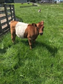 Farmland retreat - Tokoroa - 7