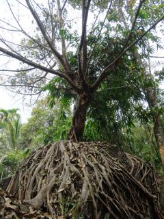 Uravu Bamboo Grove Resort - 2